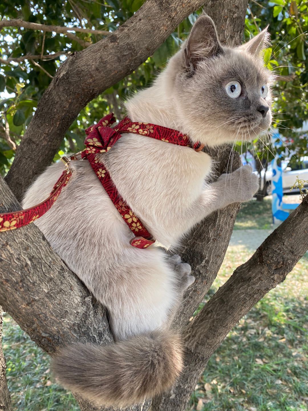 New K-shaped Bowknot Dog Harness Leash Set for Small Medium Dogs Puppy and Cats Walking No Pull Adjustable PU Leather Flower Print Harnesses Pet Acces