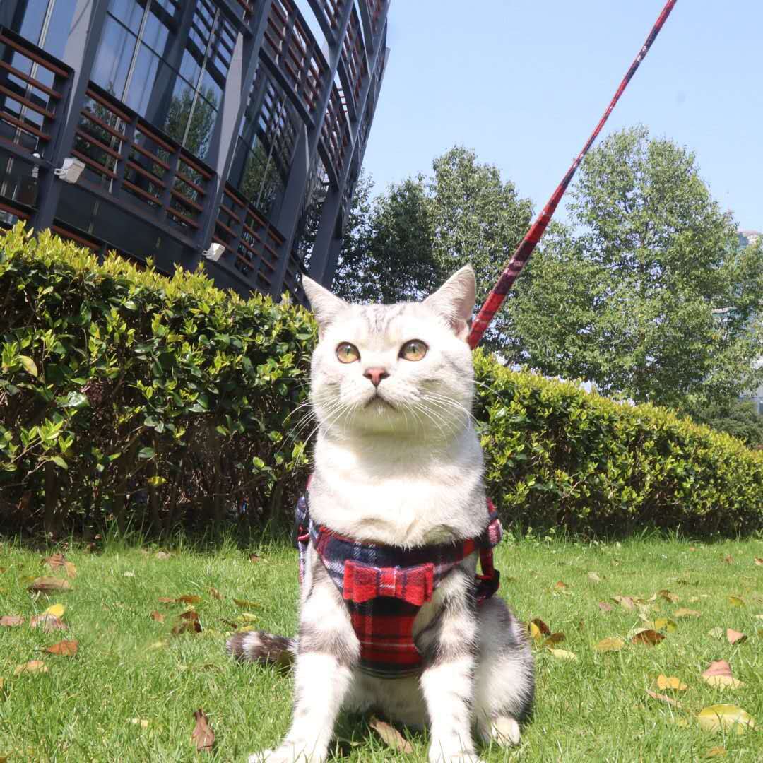 Dog Harness Leash Set with Bow, No Pull Adjustable Step-in Puppy Harness with Breathable Mesh Padded Vest for Small Medium Dogs, Multiple Patterns to 