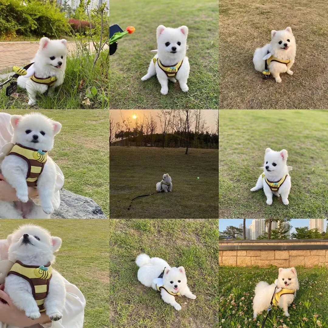 Cute bee kitten puppy harness and belt set soft and breathable dog vest harness LED puppy pet clothing X250326