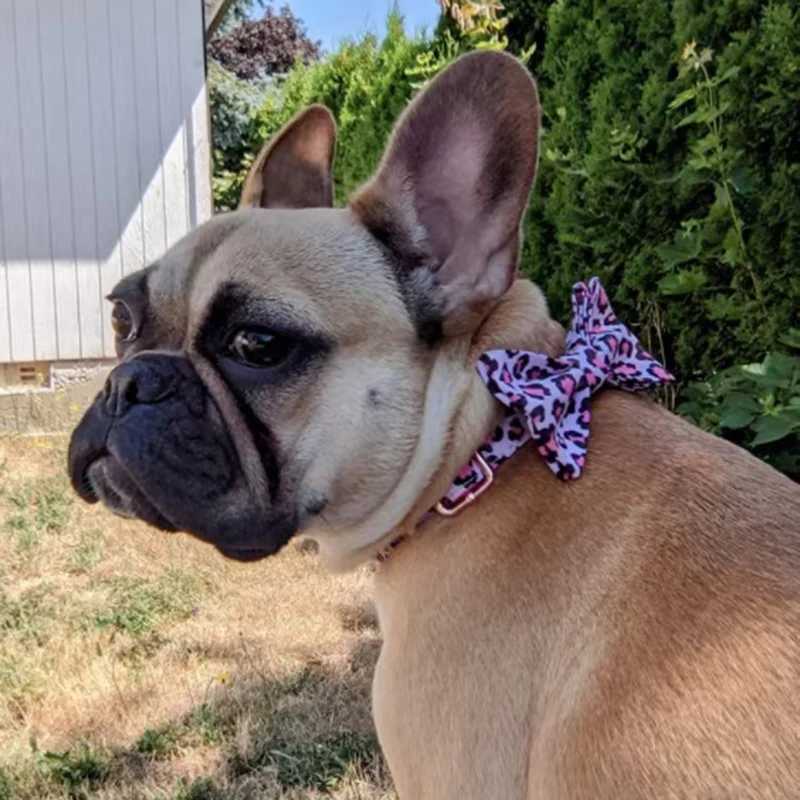 Pink leopard dog harness suitable for girls dogs personalized name carved pet collar with safety metal buckle bow small dog harness set X250326