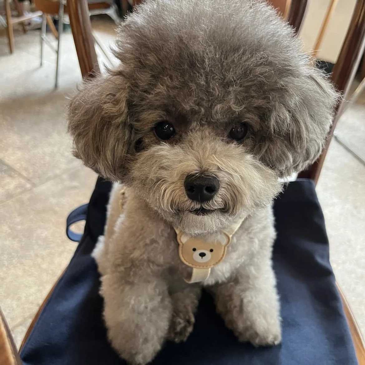 Dog Strap and Belt Set INS Style Pullless Soft Dog Vest Strap PVC Cute Bear Waterproof Dog Strap X250326