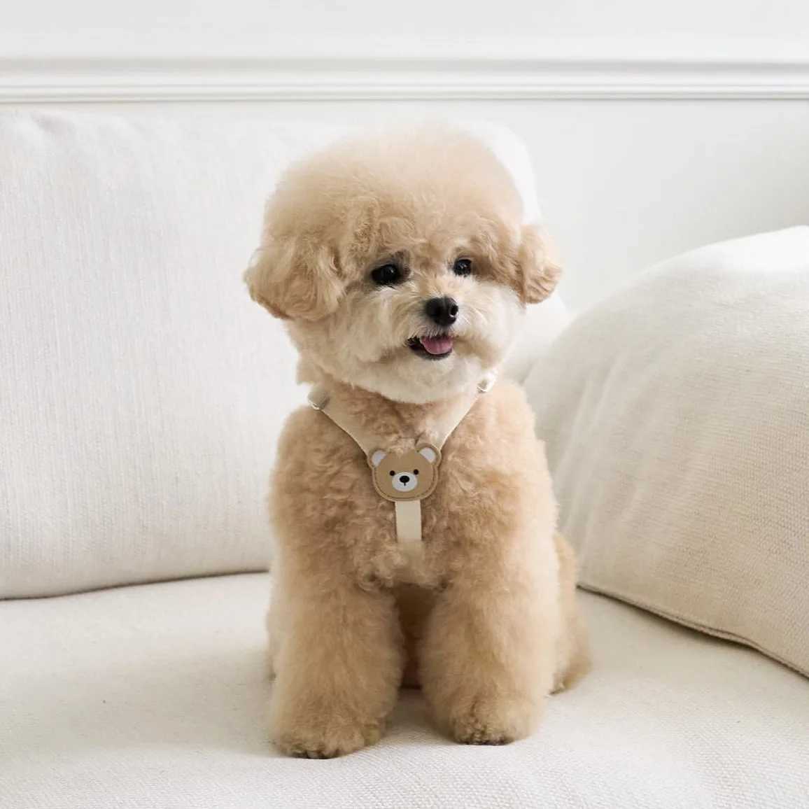 Dog Strap and Belt Set INS Style Pullless Soft Dog Vest Strap PVC Cute Bear Waterproof Dog Strap X250326