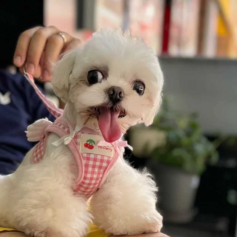 New plain pet dog harness set with pink checkered angel wings decoration dog chest traction small dog accessories X250326