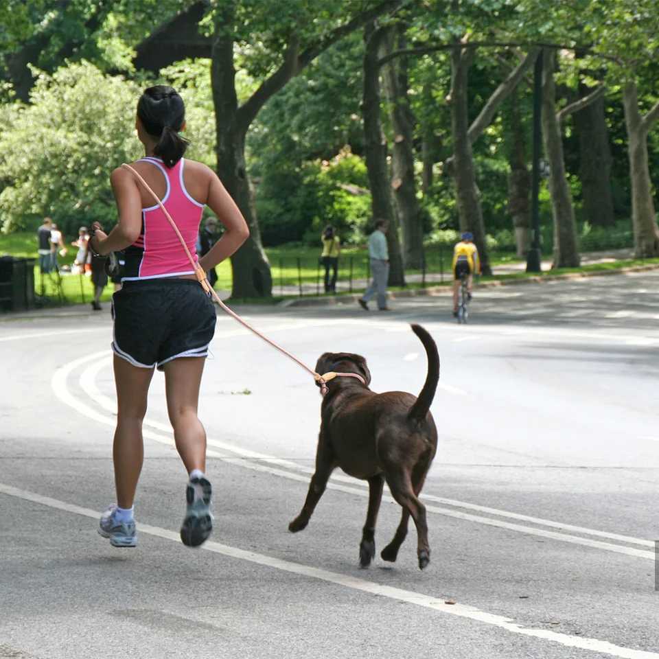 Multi functional adjustable P-shaped dog belt chain traction rope used for running walking hands-free belts X250326