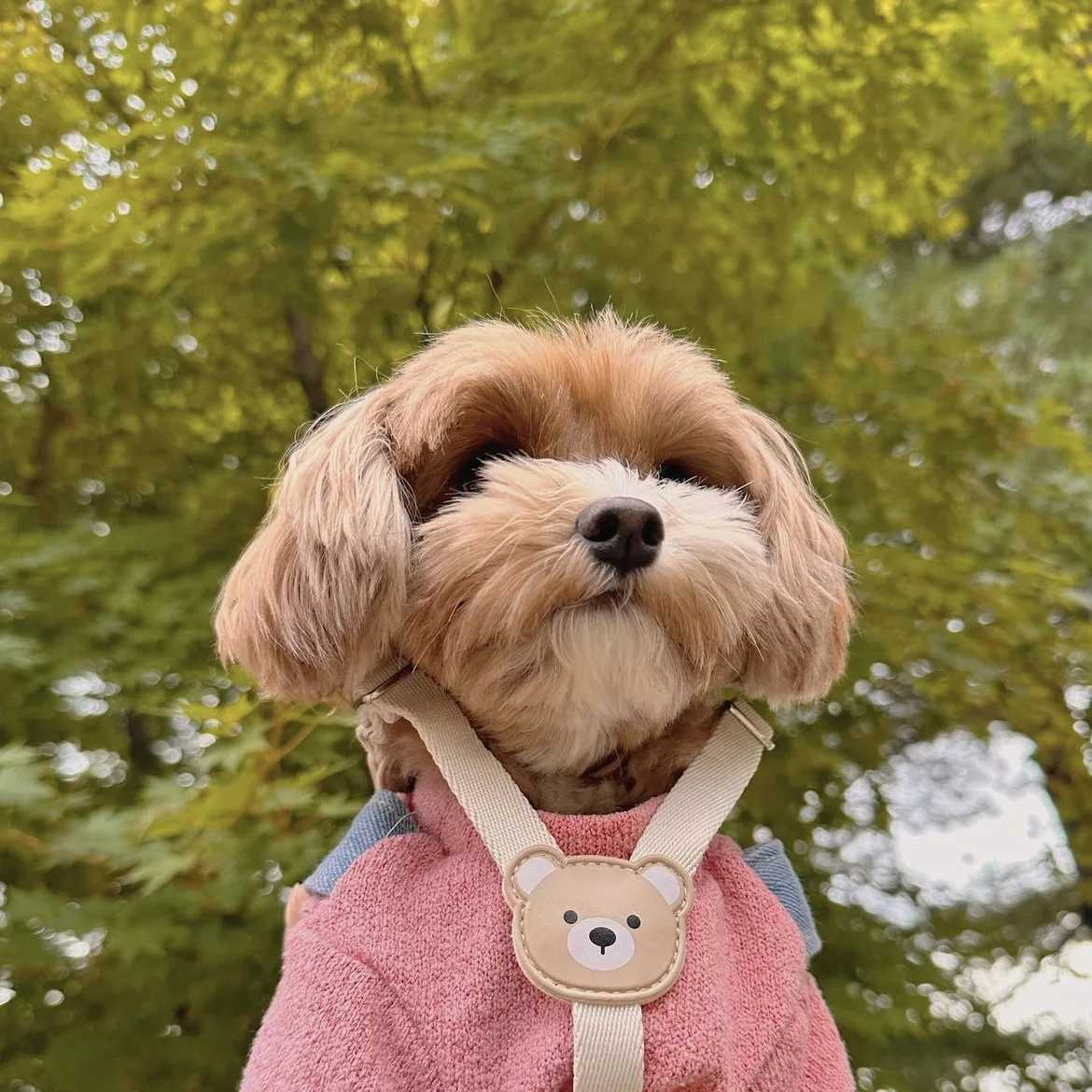 Dog Strap and Belt Set INS Style Pullless Soft Dog Vest Strap PVC Cute Bear Waterproof Dog Strap X250326