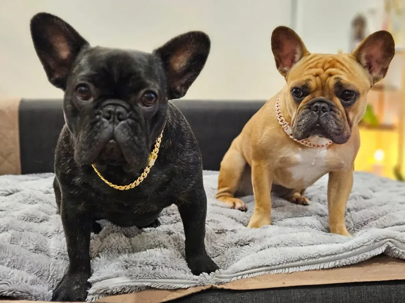 Elegant Pet Apparel Stylish Diamond-Encrusted Stainless Steel Collars for Dogs and Cats
