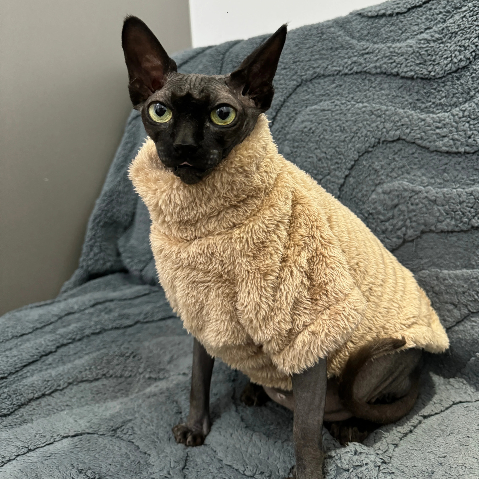 Pet Cat Sweater Home Fur Autumn and Winter Warm Solid Color Soft Arctic Velvet Skincare Suitable for Devonshire Cats Hairless C 250326