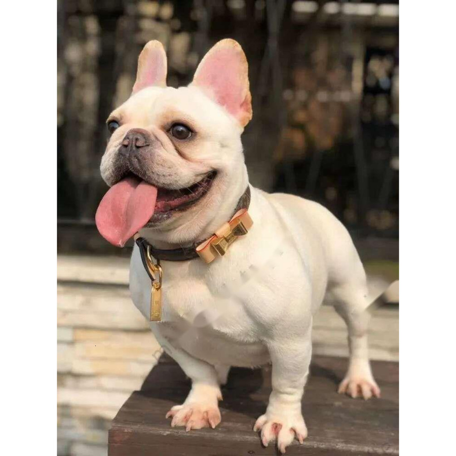 Designer Collar Traction Rope Set Trendy Brand Presbyopic Dog Collar Cat Collar Cowhide material Pet Travel Essential Traction Rope Pet Anti-lost Arti