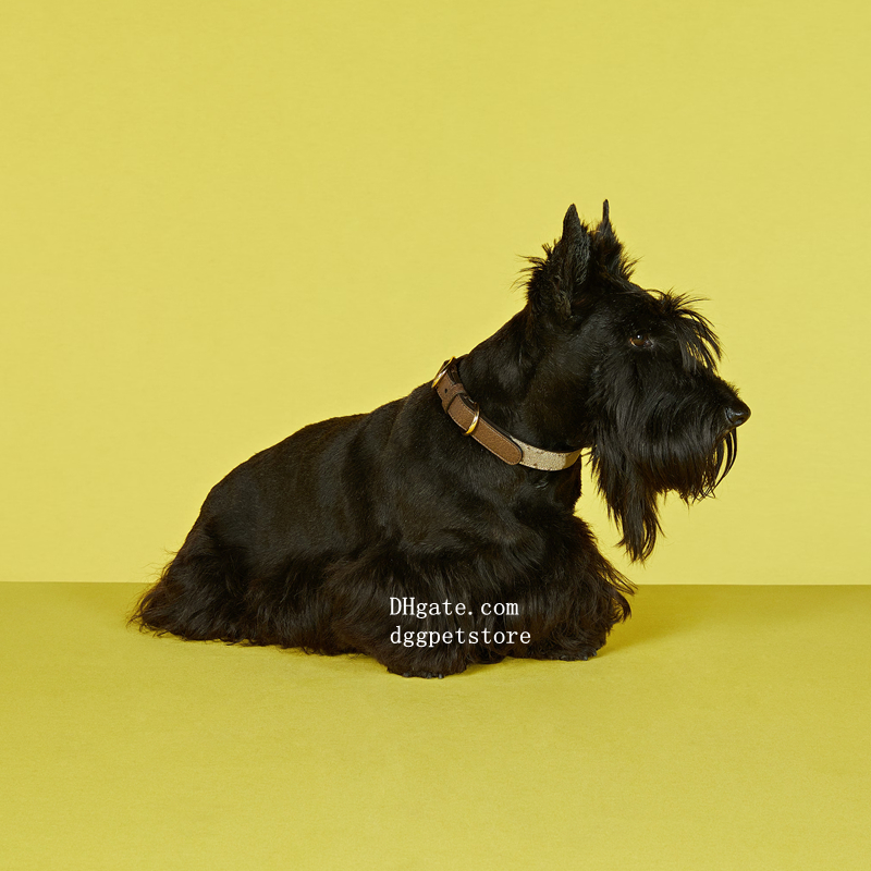 Designer Dog Collar and Leash Soft Leather Webbing Puppy Collar Stylish Gold Heavy Duty Metal Buckle for Small Dogs Cats Fashionable Dog Birthday Gift