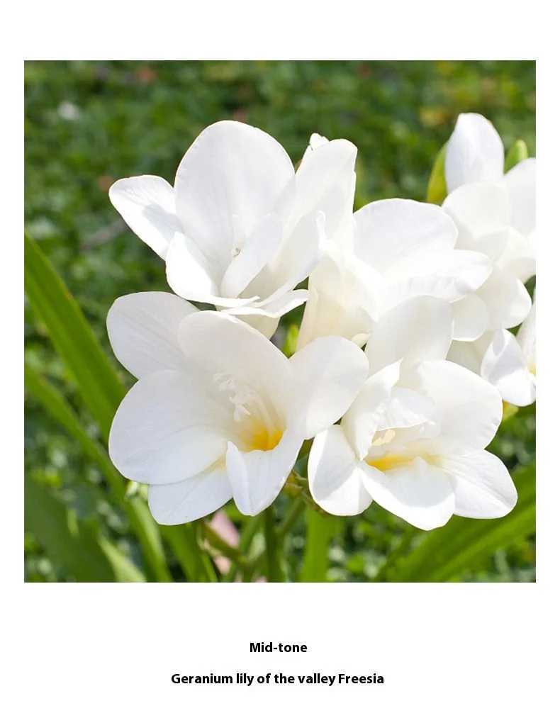 Brand perfume fruit female sandalwood perfume spray flirting pheromone lasting romantic attractive female Valentines Day gift W250331