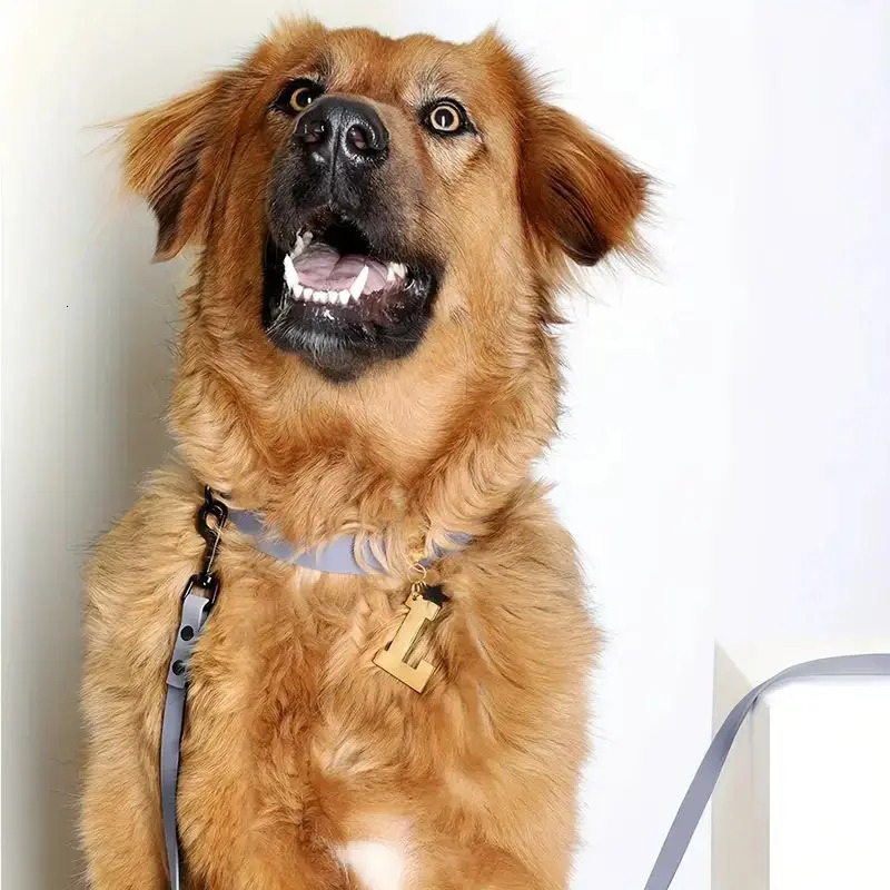 1.2M durable waterproof and easy to clean walking training suitable for large medium and small dogs 250427
