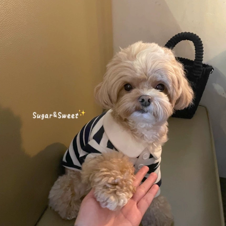 T00118 Dog clothes summer thin T-shirt pet Bichon Schnauzer Teddy Maltese small dog summer sweatshirt