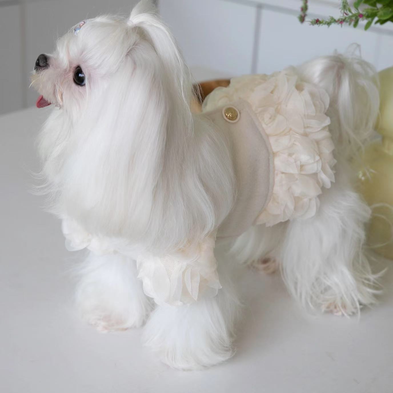 T00122New Korean version of the autumn and winter pet rose wool coat princess style dog warm cardigan Bichon short coat
