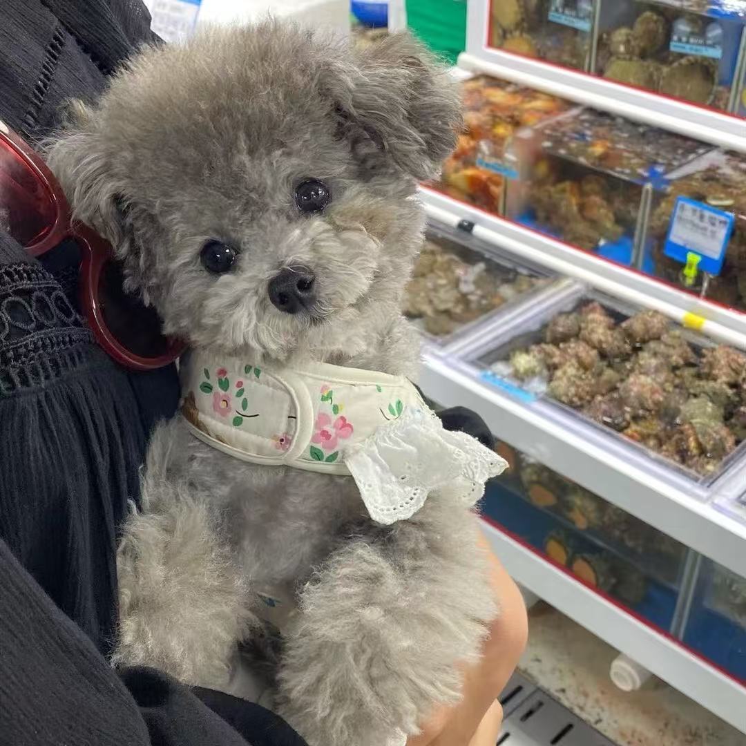 T00124 INS style Korean pet dog Bichon small dog breathable mesh chest harness Maltese outing traction rope