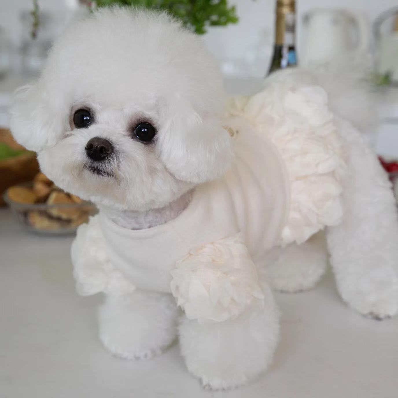 T00122New Korean version of the autumn and winter pet rose wool coat princess style dog warm cardigan Bichon short coat