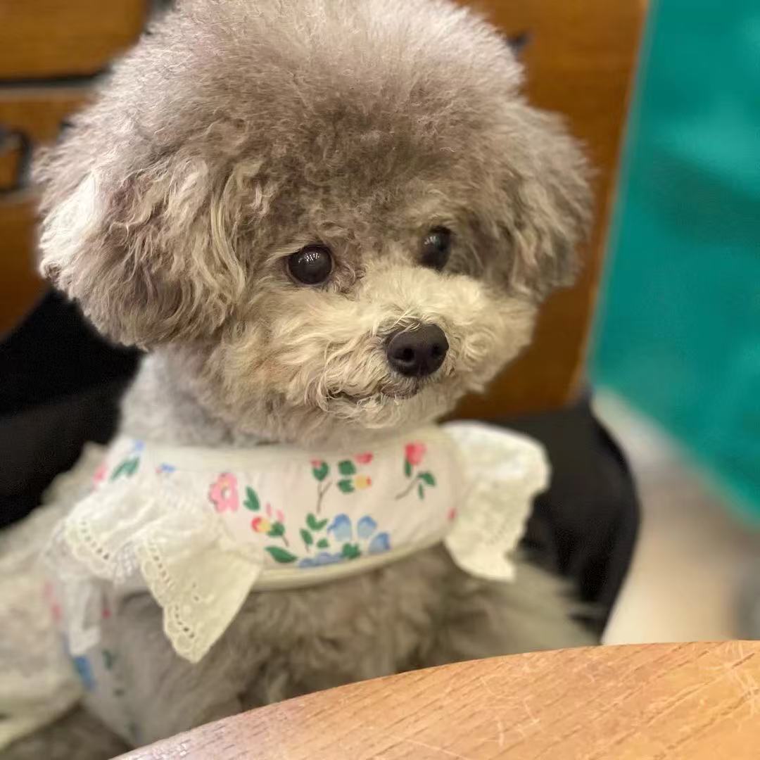 T00124 INS style Korean pet dog Bichon small dog breathable mesh chest harness Maltese outing traction rope