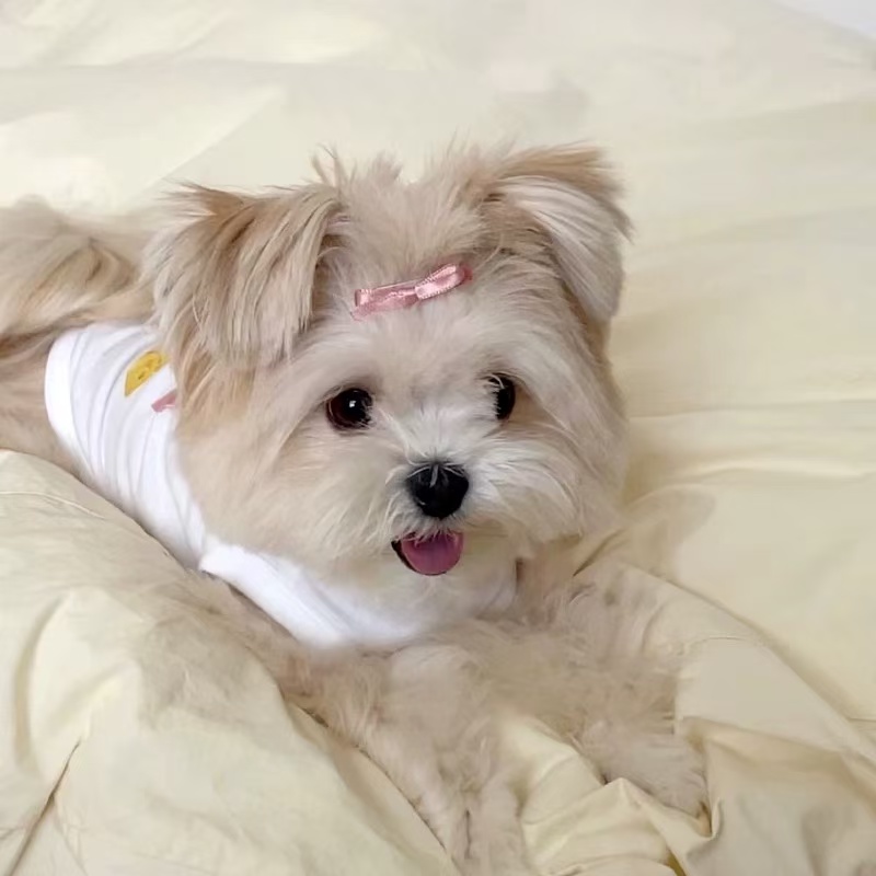 T00134 Summer Thin Pet Vest Bowknot Puppy Dog Clothes Teddy Bichon Pomeranian Cat Yorkshire Small Dog