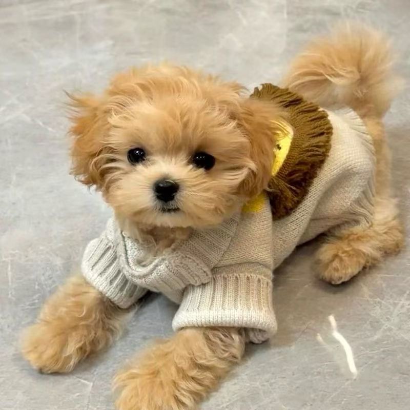 T00139 Dog Clothes Spring and Autumn French Bulldog Schnauzer Bichon Teddy Shiba Inu West Highland Pet Fashion Workwear Vest Clothing