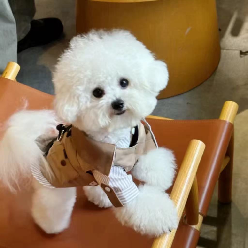 T00142 Pet dog overalls Teddy Schnauzer Bichon small dog INS trend casual overalls puppy pants