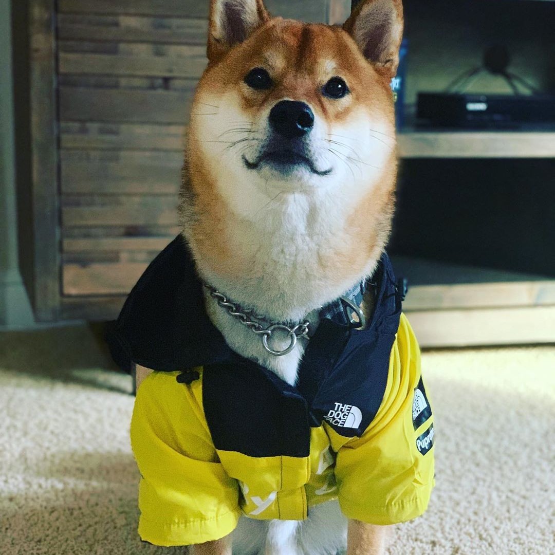 Dog Raincoat with Adjustable Hood and Tail Drawstring, Zipper Dog Coats Clothes, Durable Outdoor Waterproof Dog Rain Jacket for Small, Medium and Larg