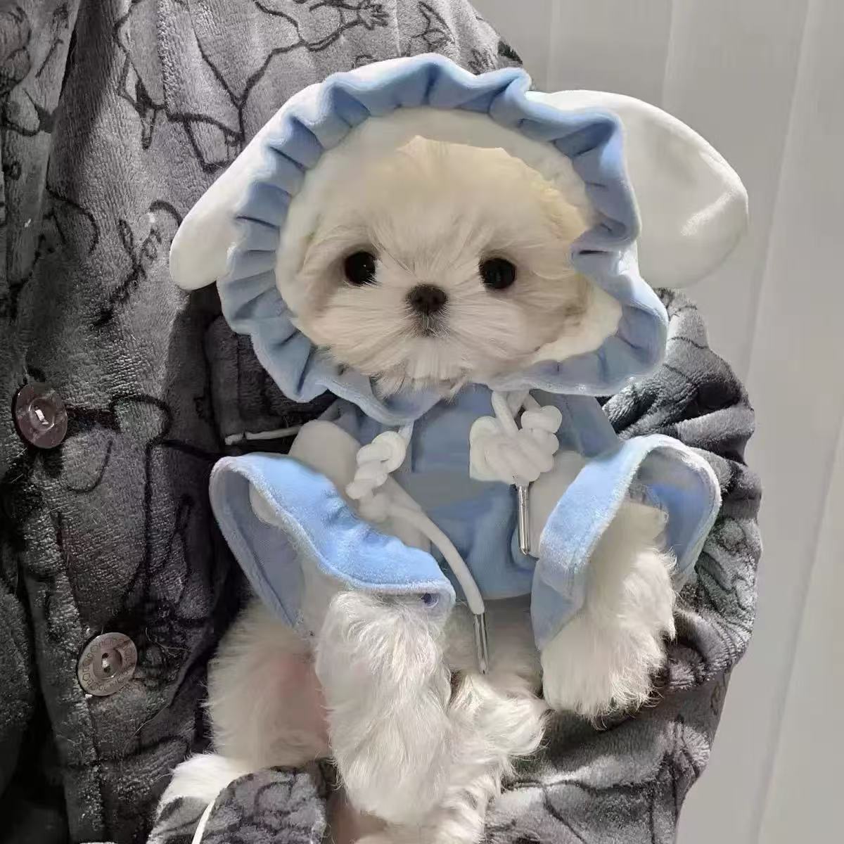 T00150 Dog clothes spring and summer thin fake two-piece pocket sweatshirt anti-hair loss pet Teddy bear small dog