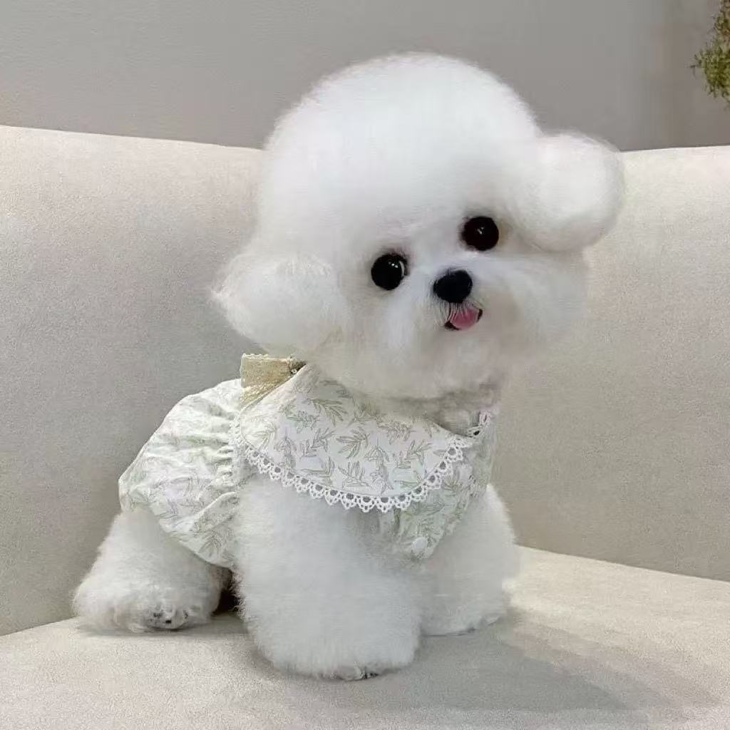 T00147 Dog clothes summer thin Maltese Teddy Bichon Pomeranian Yorkshire cat pet small dog clothes