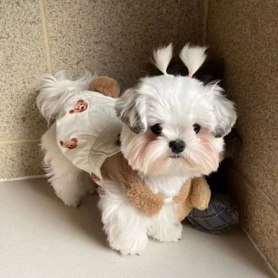 T00153 Pet clothes autumn and winter new velvet padded bubble skirt Teddy Bichon dog cat thickened coat