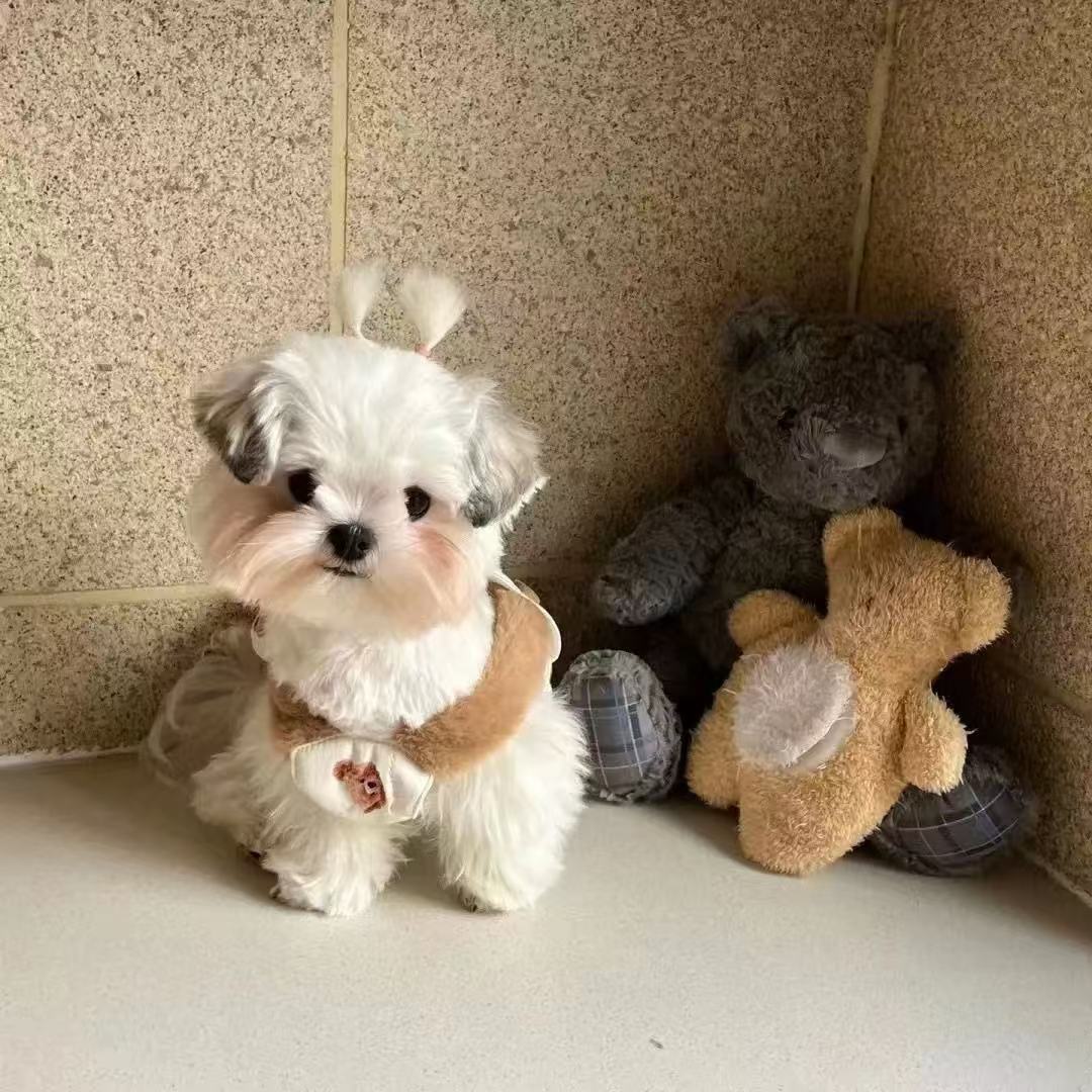 T00153 Pet clothes autumn and winter new velvet padded bubble skirt Teddy Bichon dog cat thickened coat