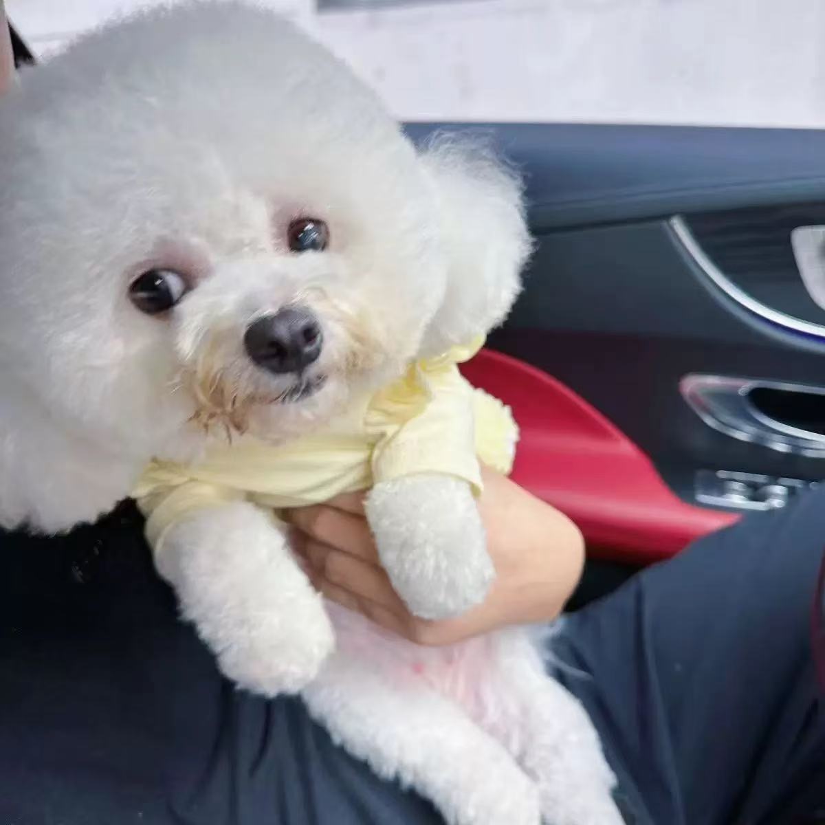 T00158 Little Bee Fake Two-Piece Dog Clothes Autumn and Winter Clothes Teddy Bichon Small Dog Maltese Cat Pet Spring and Autumn