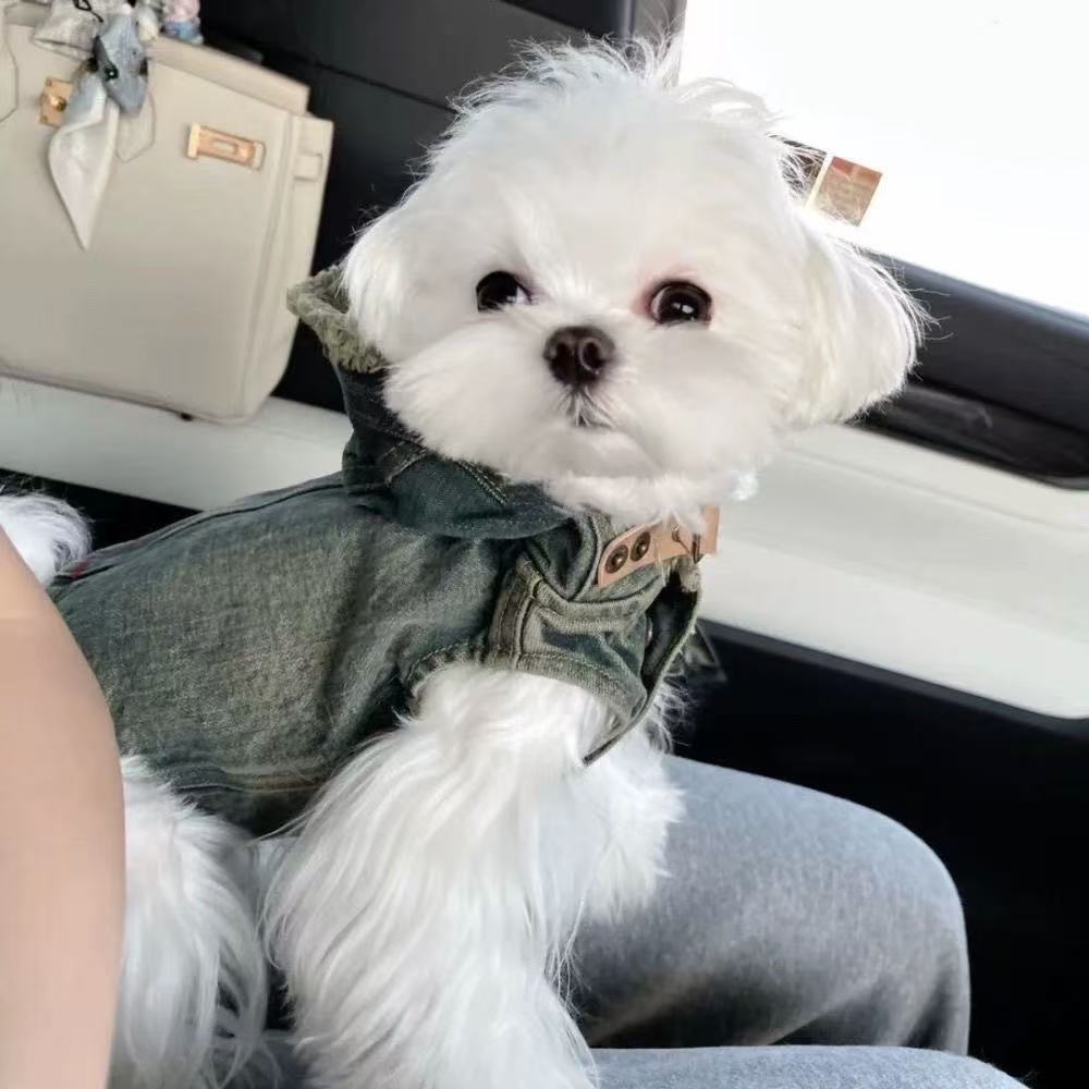 T00161 Fashionable Internet Celebrity-Inspired Canine Clothing: Durable Jean Coat for Pets