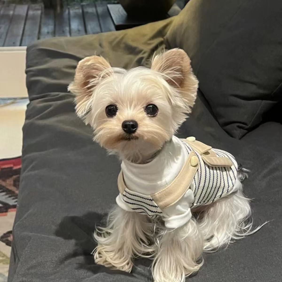 T00194 Star pets with autumn and winter striped outerwear retro vest Maltese