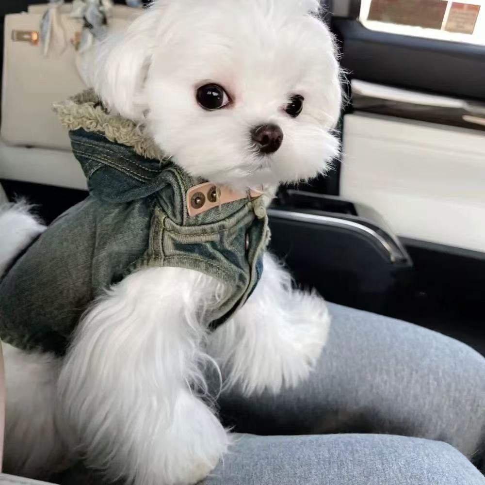 T00161 Fashionable Internet Celebrity-Inspired Canine Clothing: Durable Jean Coat for Pets