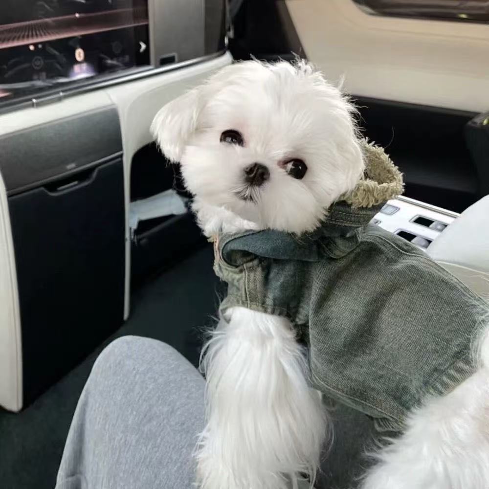 T00161 Fashionable Internet Celebrity-Inspired Canine Clothing: Durable Jean Coat for Pets