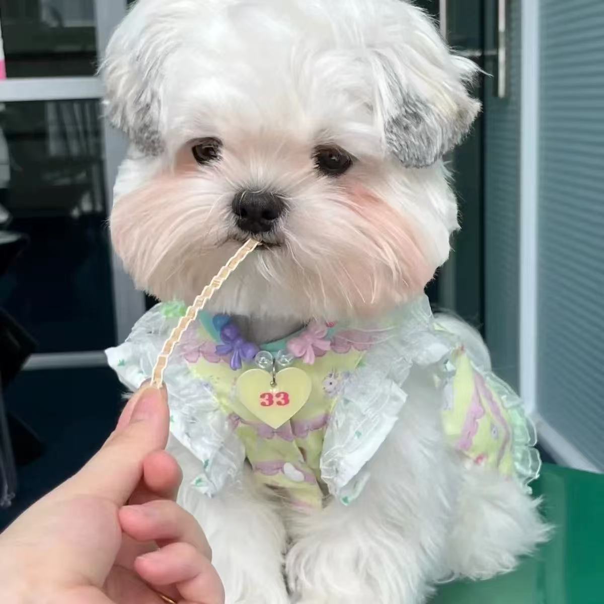T00160 Little Bee Fake Two-Piece Dog Clothes Autumn and Winter Clothes Teddy Bichon Small Dog Maltese Cat Pet Spring and Autumn