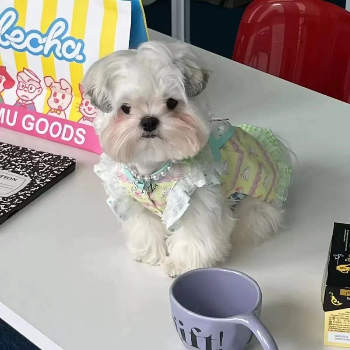 T00160 Little Bee Fake Two-Piece Dog Clothes Autumn and Winter Clothes Teddy Bichon Small Dog Maltese Cat Pet Spring and Autumn