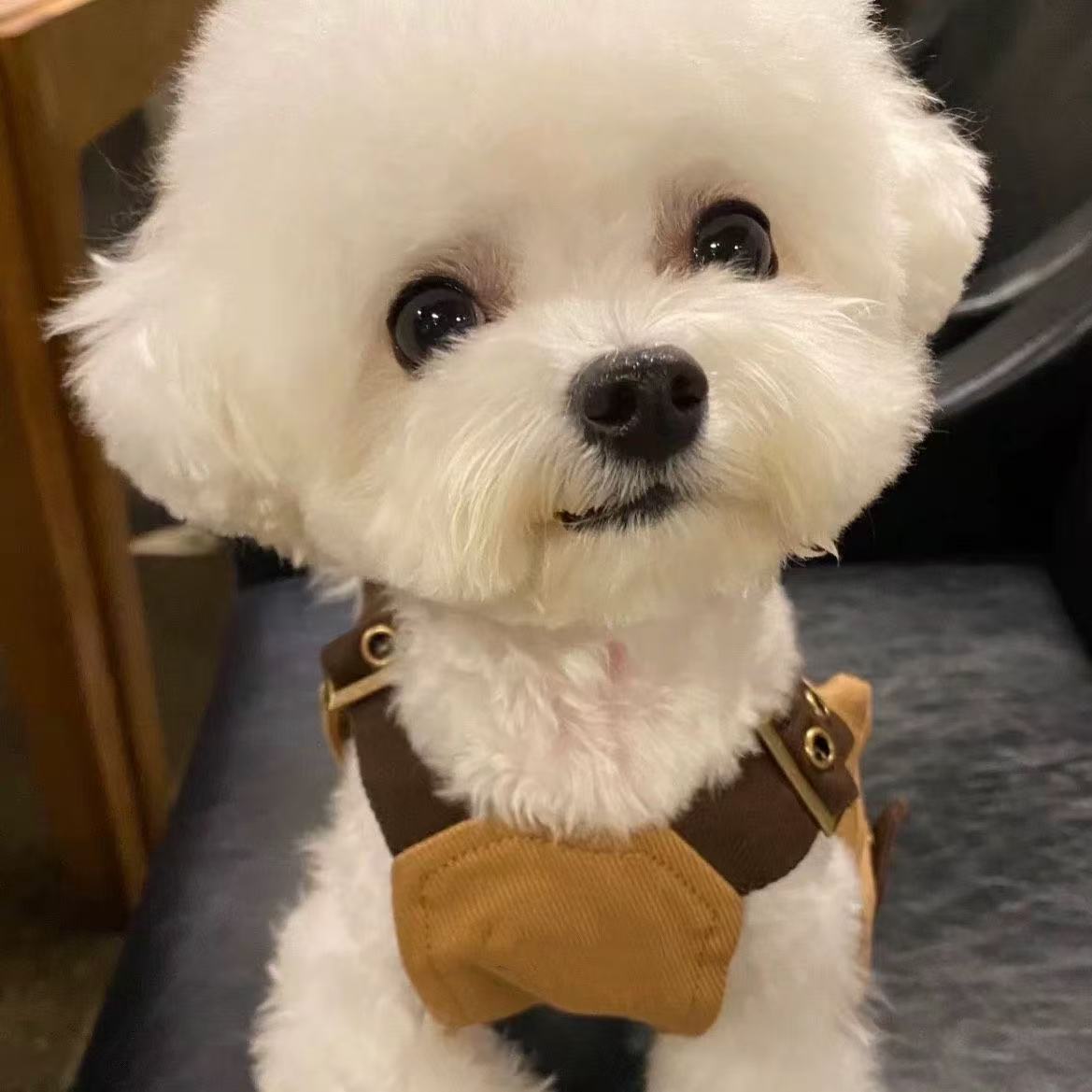 T00164 Cat and dog clothes Bichon Yorkshire West Highland small and medium-sized dog pet traction harness