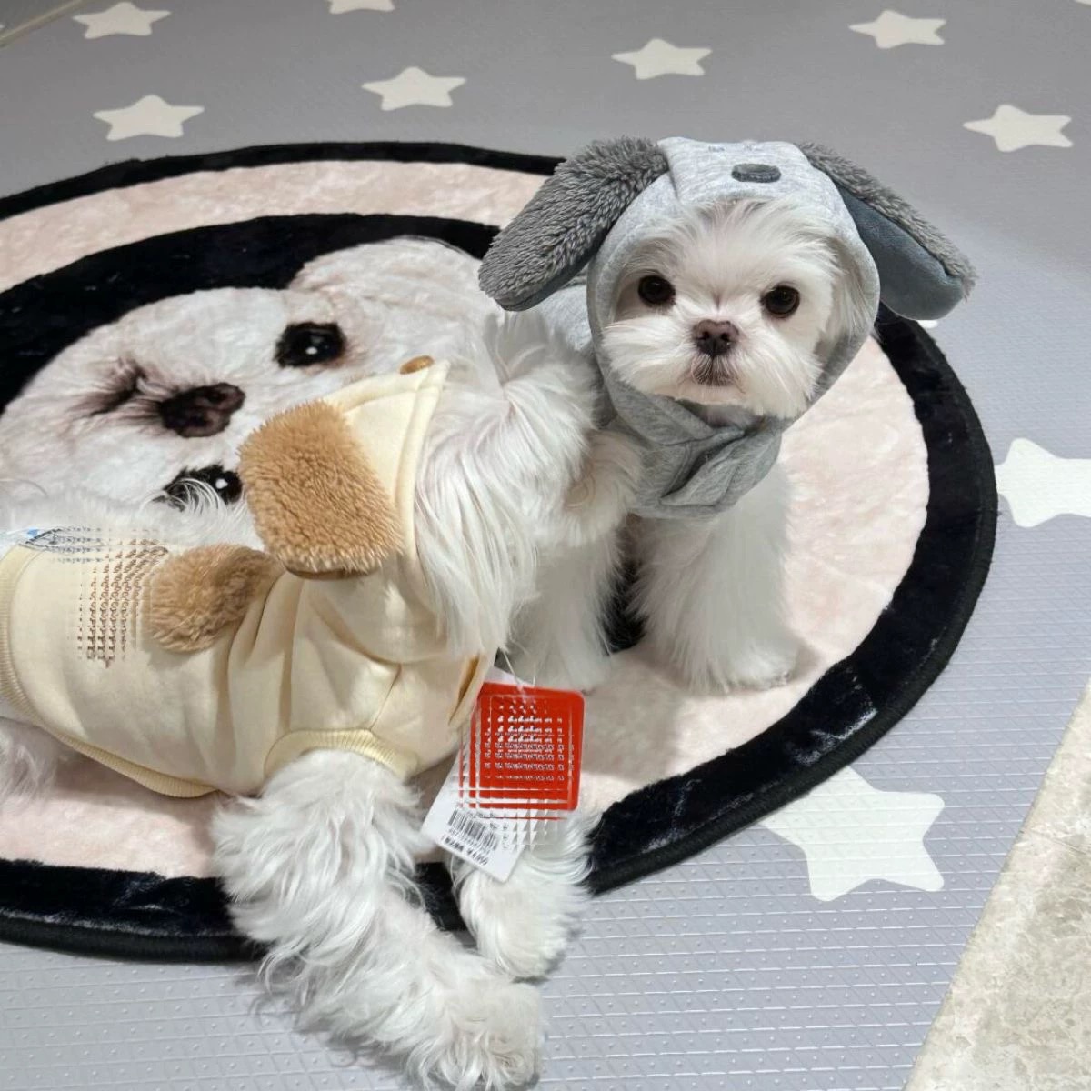 T00163 Fashion brand pet dog winter clothes Schnauzer Teddy Bichon Pomeranian small dog cat plus velvet warm sweater
