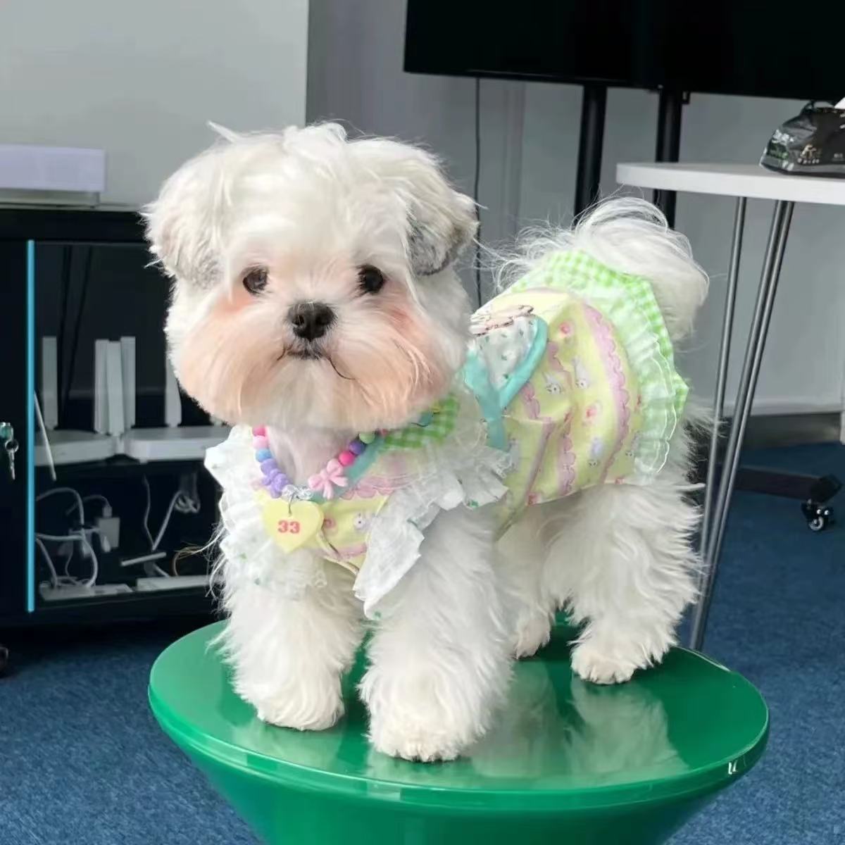T00160 Little Bee Fake Two-Piece Dog Clothes Autumn and Winter Clothes Teddy Bichon Small Dog Maltese Cat Pet Spring and Autumn