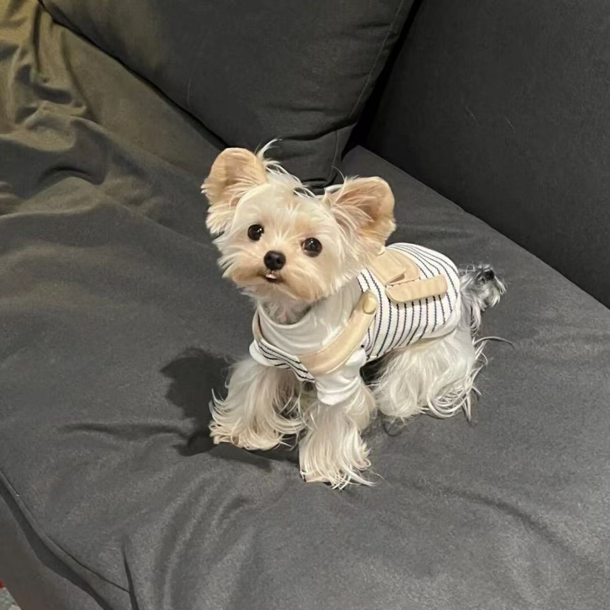 T00194 Star pets with autumn and winter striped outerwear retro vest Maltese
