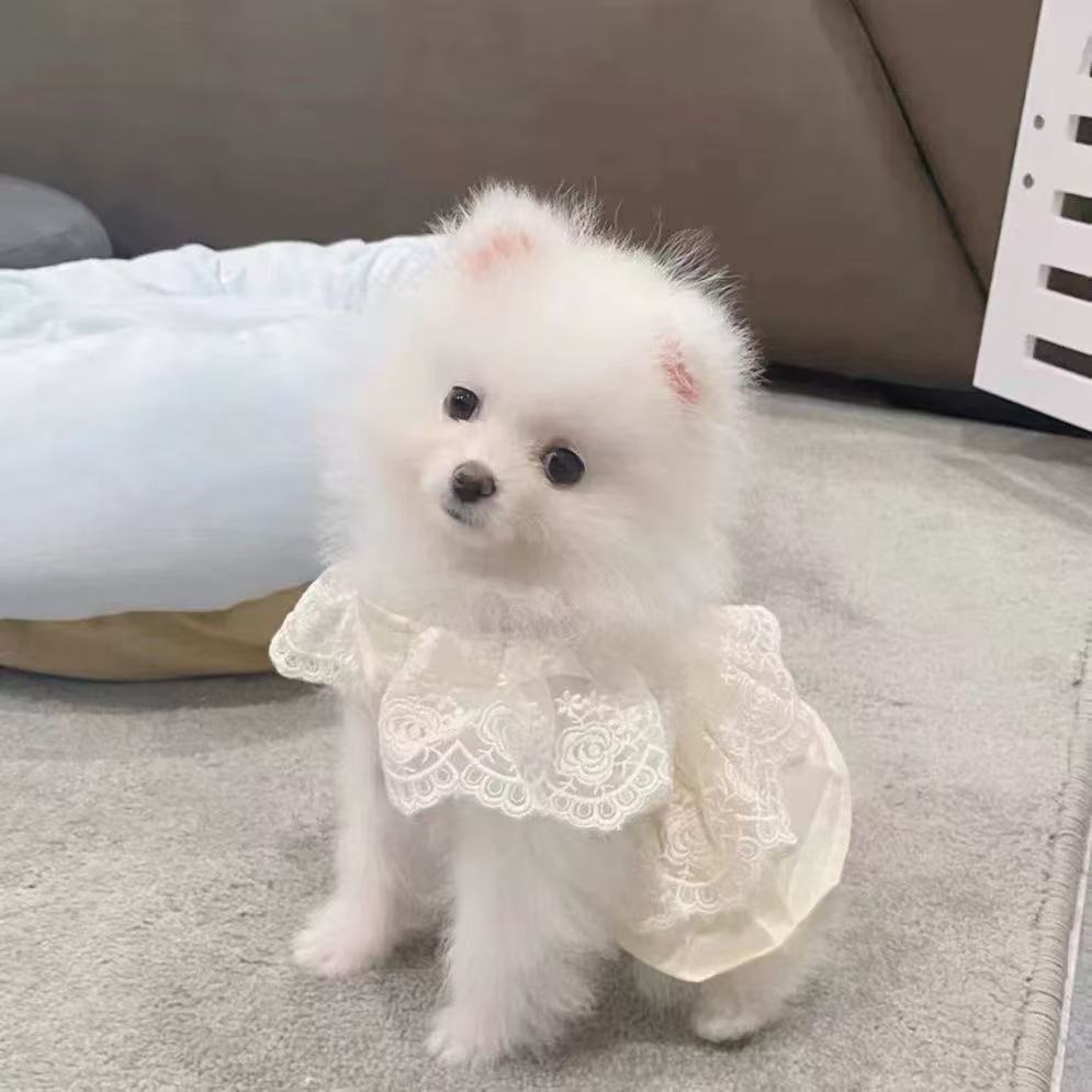 T00174 Dog Skirt Puppy Summer Spring and Autumn Clothes Pet Small Dog Teddy Bichon Pomeranian Teacup Dog Cat Thin