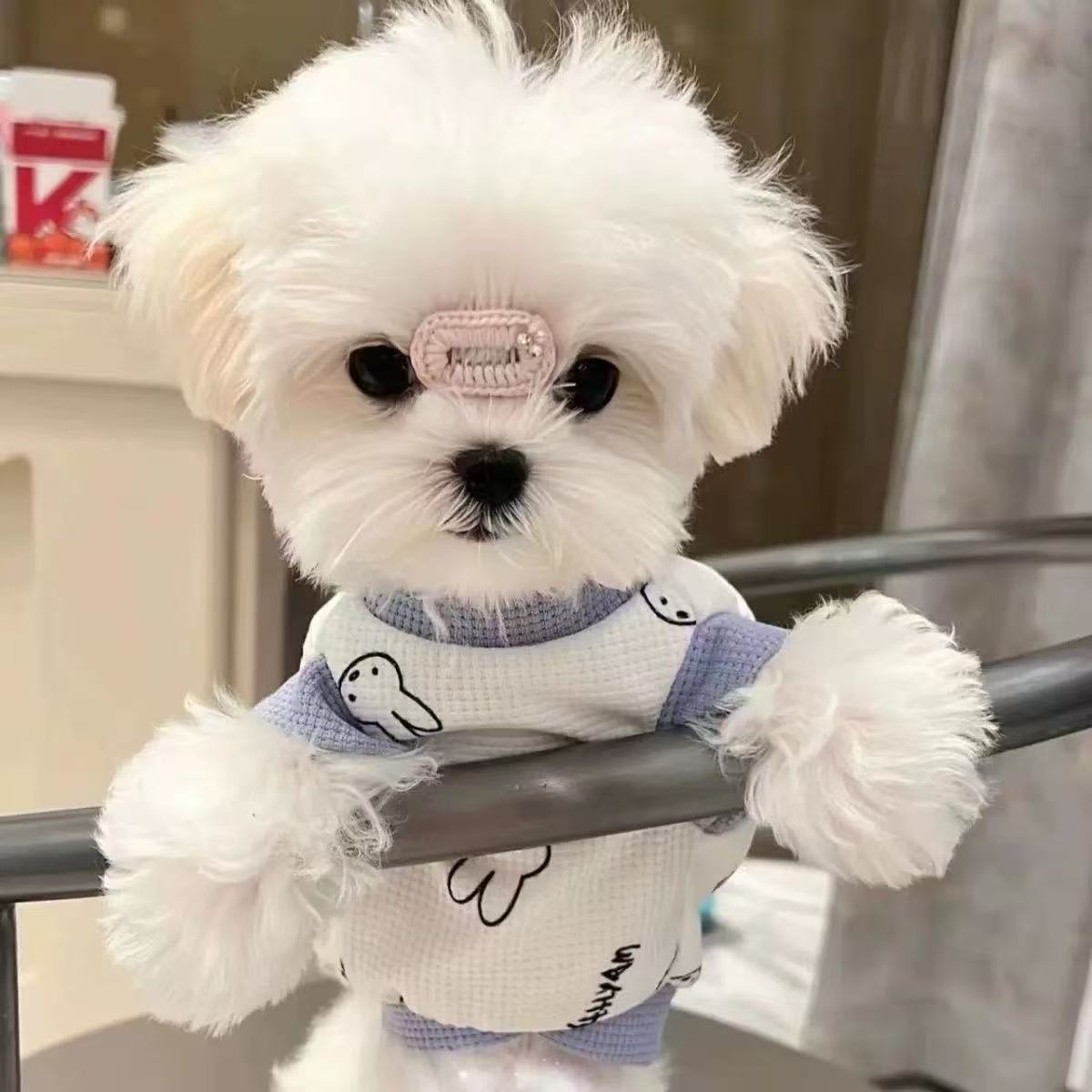T00171 Dog clothes spring autumn summer waffle Maltese Teddy Bichon pet clothes cat cute breathable thin
