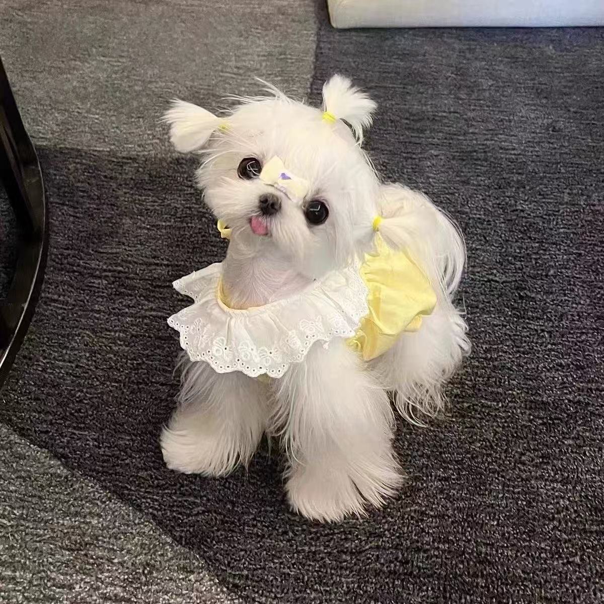 T00257 Pet cats and dogs cute macaron princess style lace dress summer clothes thin anti-hair loss Maltese