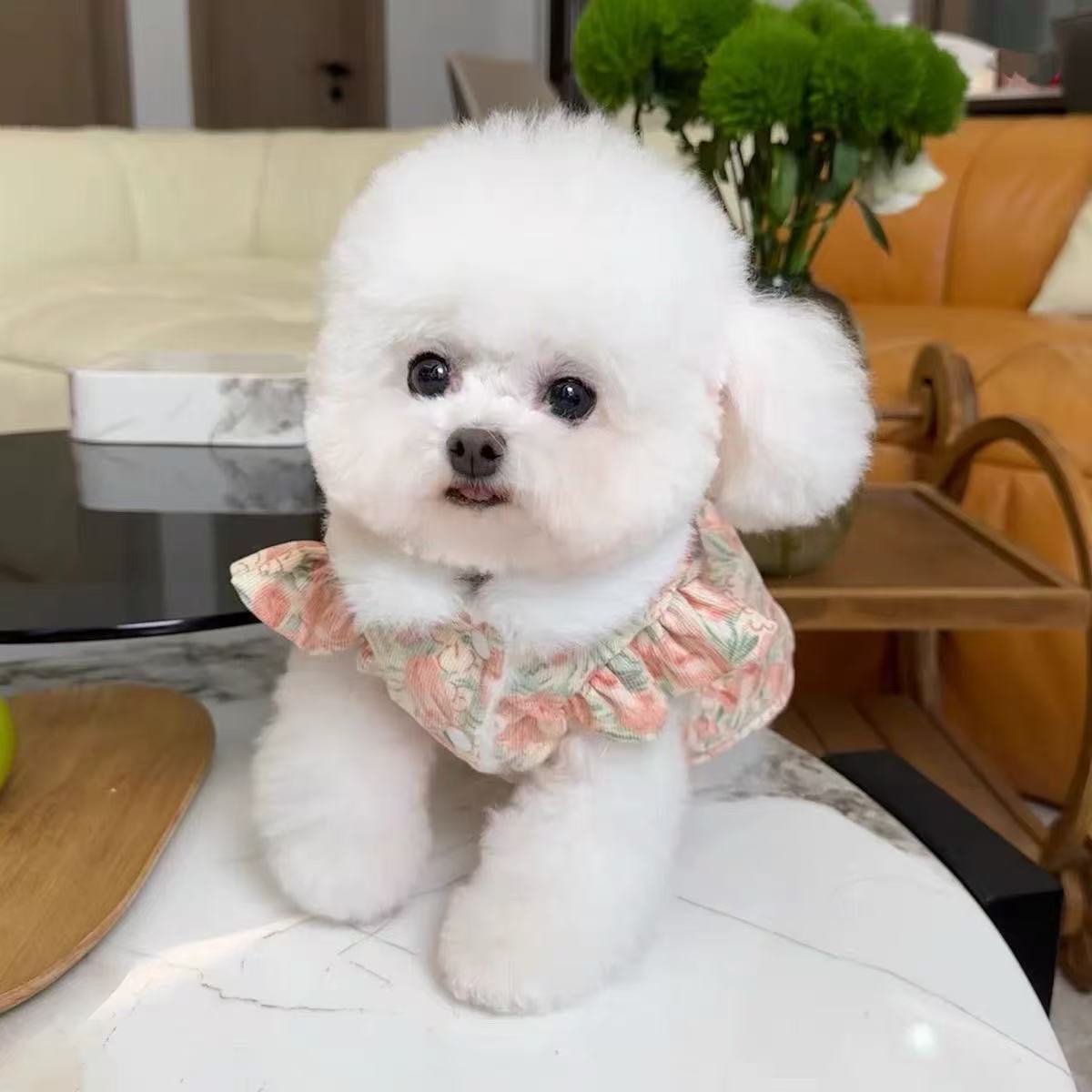 T00175 Dog Spring, Summer, Autumn and Winter Thin Vest Bear Head Yorkshire Bichon Maltese Teddy Pomeranian Small Dog Clothes