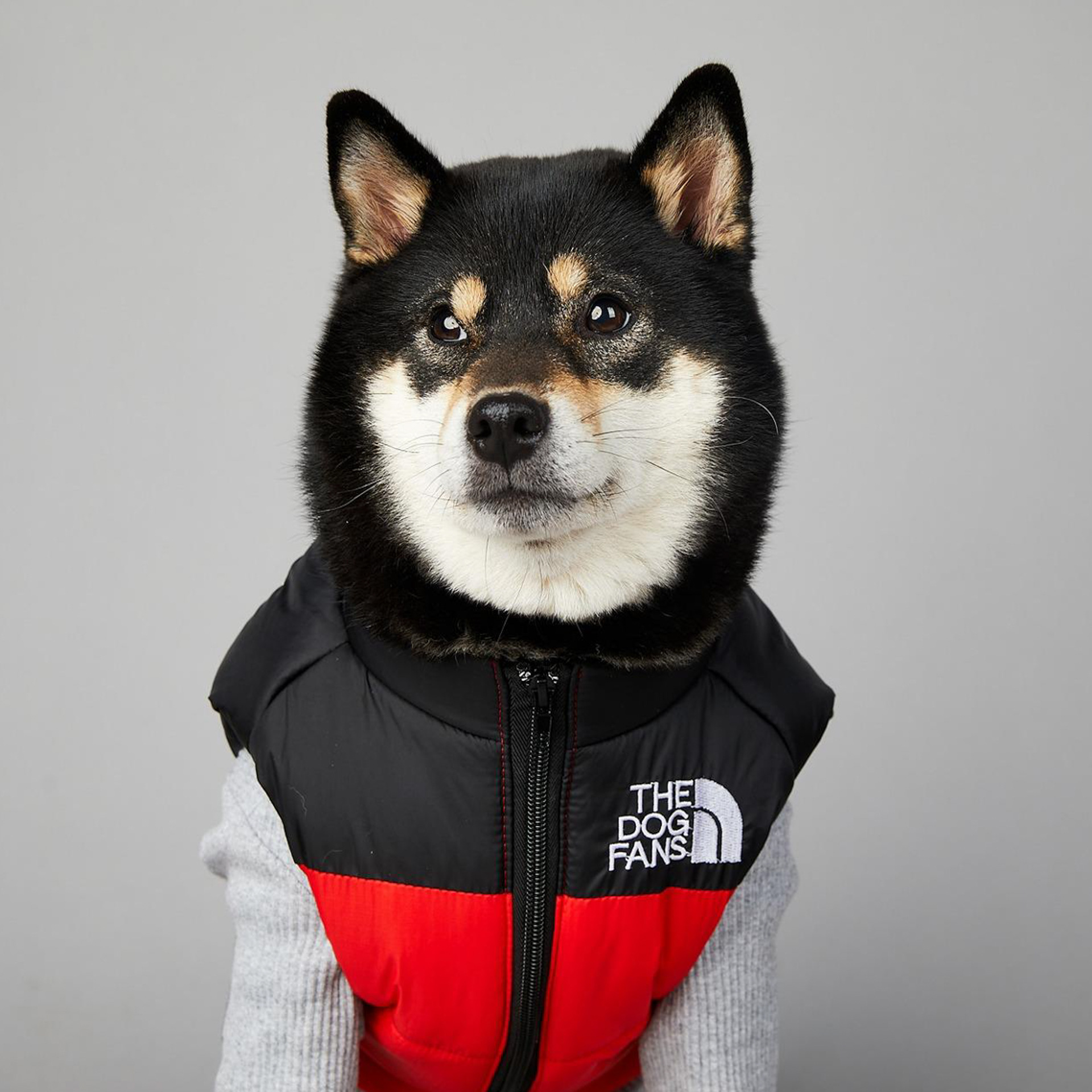 THE DOG FANS Dog Coat Waterproof Winter Warm Jacket Puppy Vest Outdoor Pet Windproof Apparel Dog Clothes for Cold Weather Small Medium Large Dogs XXL 
