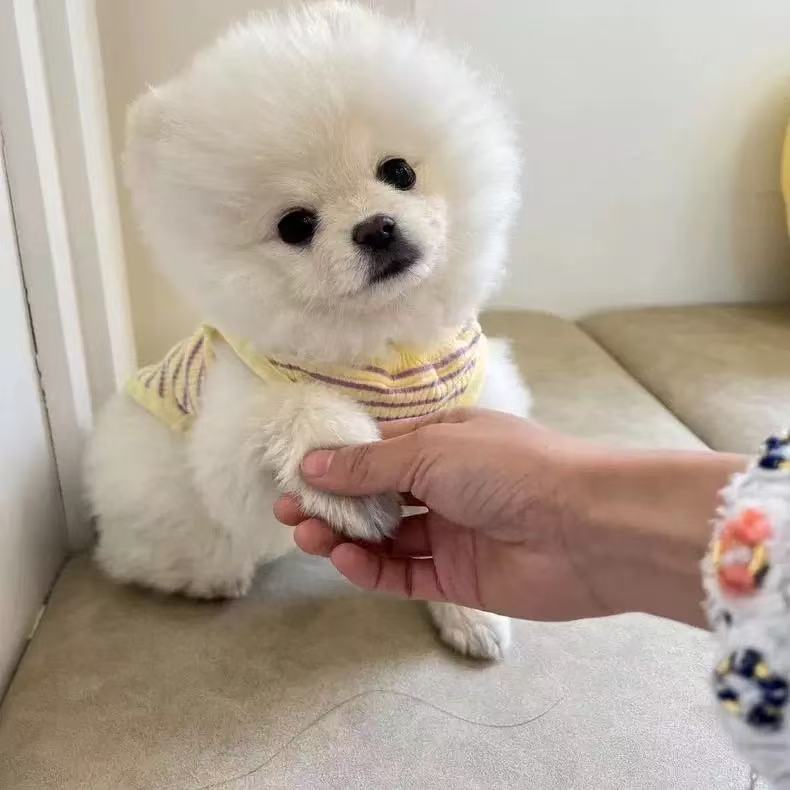 T00176 Dog Pet Clothes Summer Sling Teacup Dog Bichon Teddy Pomeranian Puppy Cat Princess Vest Cute