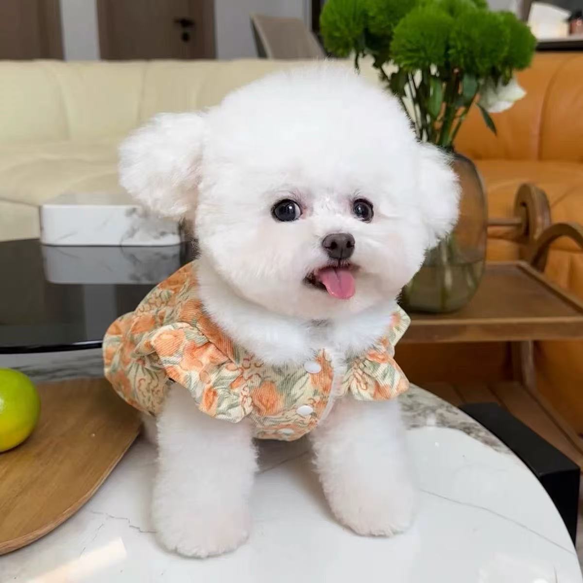 T00175 Dog Spring, Summer, Autumn and Winter Thin Vest Bear Head Yorkshire Bichon Maltese Teddy Pomeranian Small Dog Clothes