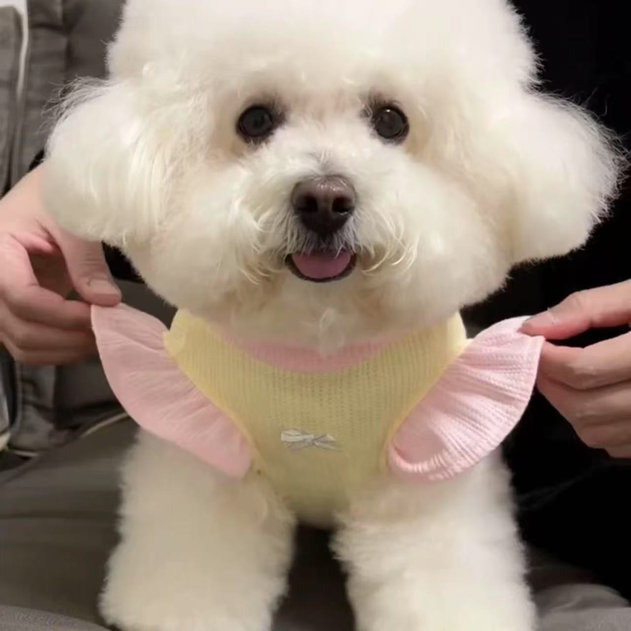 T00189 Pet dog clothes with traction ring spring and summer small dog Teddy Bichon Pomeranian puppy summer skirt
