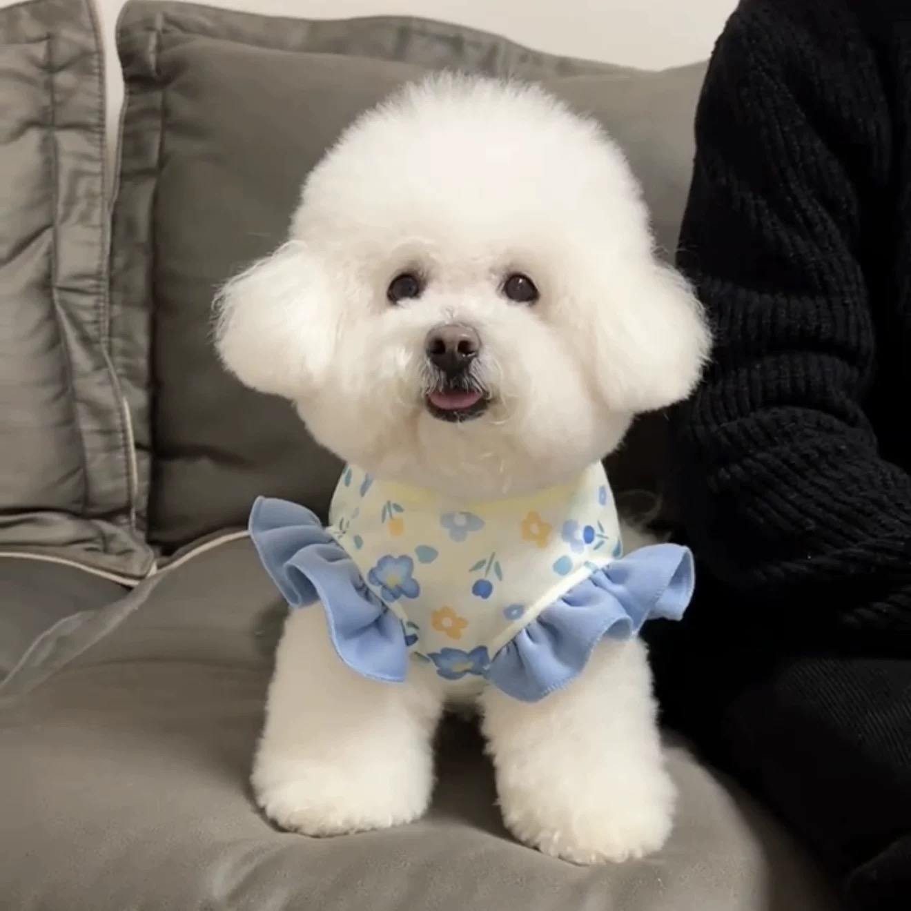 T00183 Dog clothes spring cute ins princess style skirt Teddy Bichon Pomeranian small dog can be pulled spring and autumn clothes