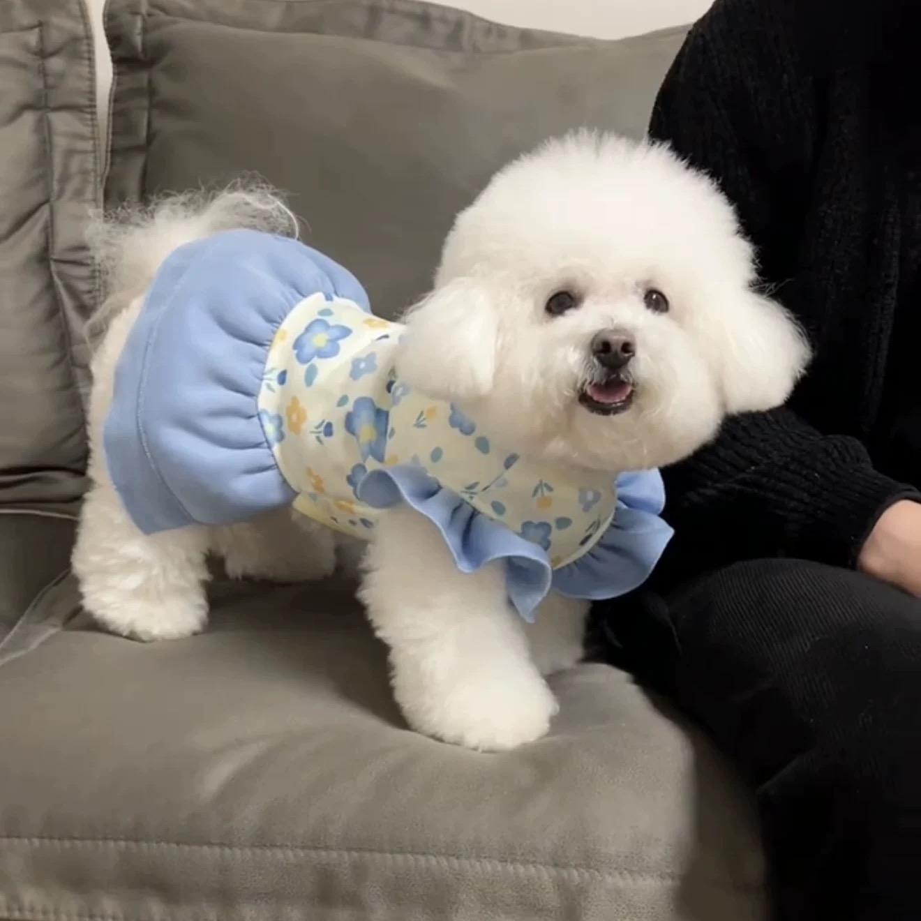 T00183 Dog clothes spring cute ins princess style skirt Teddy Bichon Pomeranian small dog can be pulled spring and autumn clothes