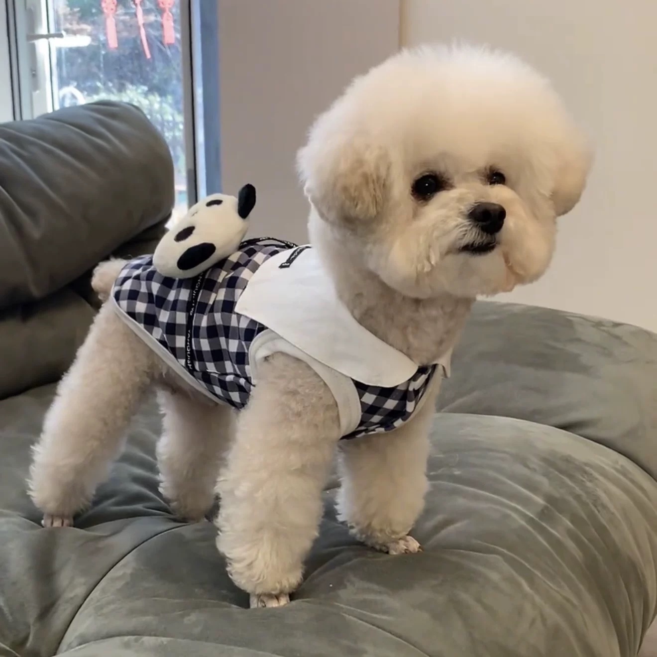 T00000Pullable dog clothes summer clothes small dog Teddy Bichon Pomeranian cat Korean cute ins summer vest